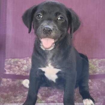 Flower -  Labrador Retriever and Mixed Breed Dog for Adoption in Hattiesburg, Mississippi - Flower | PetCurious
