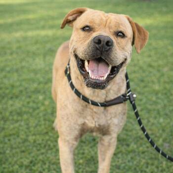 Roscoe -  Pit Bull Terrier Dog for Adoption in Houston, Texas - Roscoe | PetCurious