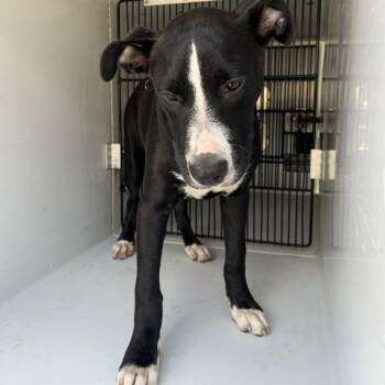 Pixie -  Pit Bull Terrier and Mixed Breed Dog for Adoption in Beaumont, Texas - Pixie | PetCurious