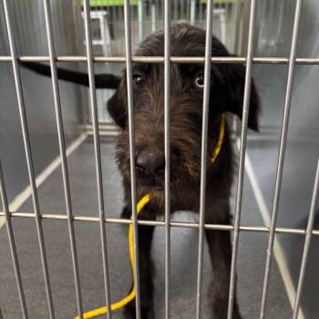 Artie -  Wirehaired Terrier and Mixed Breed Dog for Adoption in Montgomery, Alabama - Artie | PetCurious