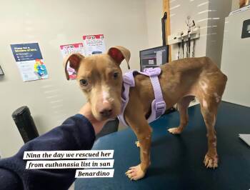 American Staffordshire Terrier and Mixed Breed Dogs Available for Adoption - Nina | PetCurious