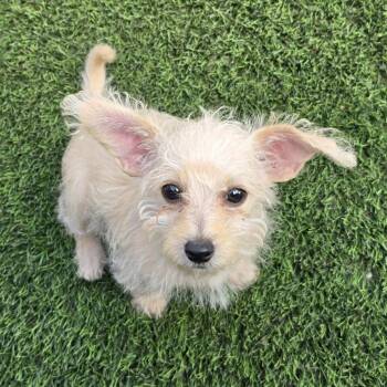 Jett -  Poodle and Chihuahua Dog for Adoption in Snyder, Texas - Jett | PetCurious