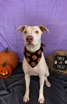 Casper -  Pit Bull Terrier Dog for Adoption in Chickasha, Oklahoma - Casper | PetCurious