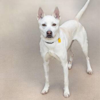 Siberian Husky and Mixed Breed Dogs Available for Adoption in St. Louis, Missouri - BEATRICE | PetCurious