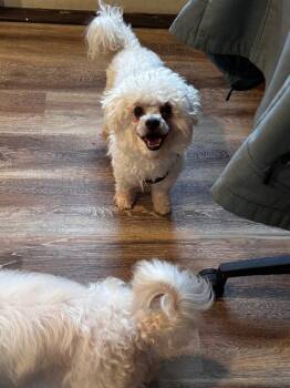 Rescue Bichon Frise Dogs for Adoption in Pine Grove, Pennsylvania - Milo | PetCurious