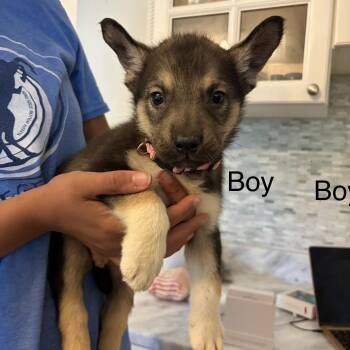 Clifford -  Siberian Husky and German Shepherd Dog Dog Available for Adoption in Brentwood, Tennessee - Clifford | PetCurious