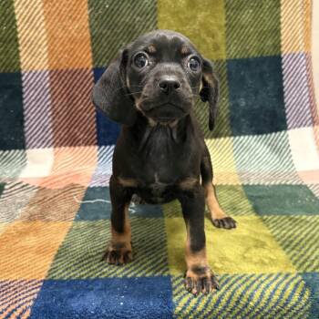 Scarlett -  Dachshund and Terrier Dog for Adoption in Beaumont, Texas - Scarlett | PetCurious