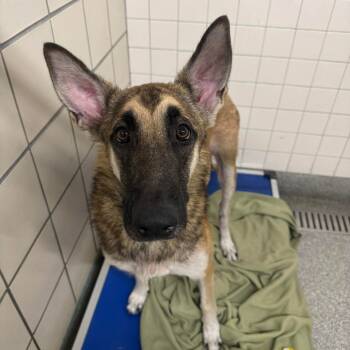 Rescue German Shepherd Dog and Mixed Breed Dogs for Adoption in Tomball, Texas - Nia | PetCurious