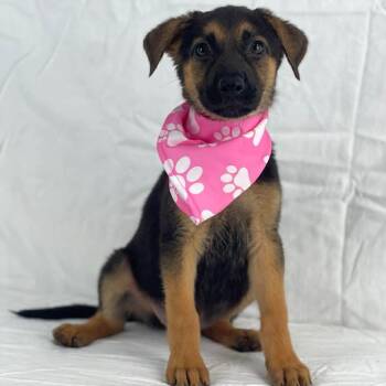 DANISH GS -  German Shepherd Dog Dog for Adoption in Lucas, Texas - DANISH GS | PetCurious
