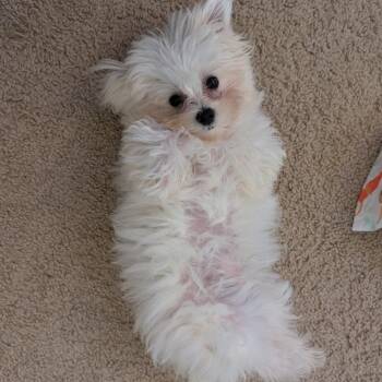 Kermit -  Maltese and Poodle Dog for Adoption in Minneapolis, Minnesota - Kermit | PetCurious