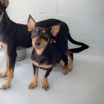 Scoot 26-08-028 -  Chihuahua and Dachshund Dog for Adoption in Bastrop, Texas - Scoot 26-08-028 | PetCurious
