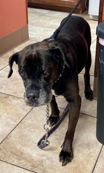 Rescue Mixed Breed Dogs for Adoption in Cincinnati, Ohio - Lydia | PetCurious