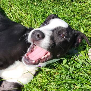 Florrie -  Black Labrador Retriever and Terrier Dog for Adoption in Grayslake, Illinois - Florrie | PetCurious