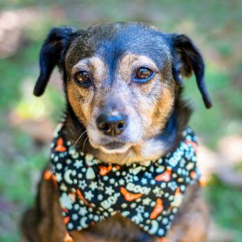 Rescue Mixed Breed Dogs for Adoption in Baton Rouge, Louisiana - Cookie | PetCurious