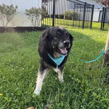 Lightning -  Mixed Breed Dog for Adoption in Canal Winchester, Ohio - Lightning | PetCurious