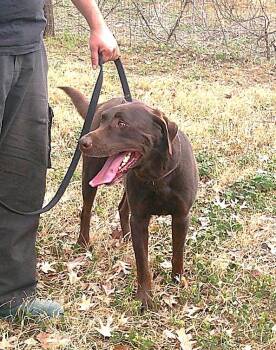 Chocolate Labrador Retriever Dogs Available for Adoption in San Antonio, Texas - AUSTIN | PetCurious