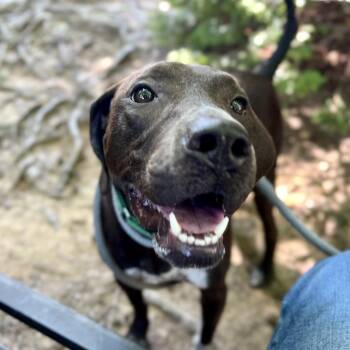 Sadie -  Mixed Breed Dog for Adoption in Asheville, North Carolina - Sadie | PetCurious