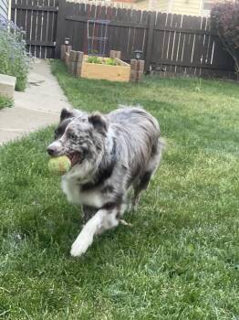 Australian Shepherd Dogs Available for Adoption in Ringwood, Illinois - 1133 Noelle | PetCurious