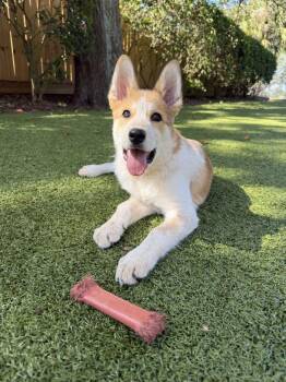 Dundee -  Australian Cattle Dog Blue Heeler Dog for Adoption in Hilton Head Island, South Carolina - Dundee | PetCurious