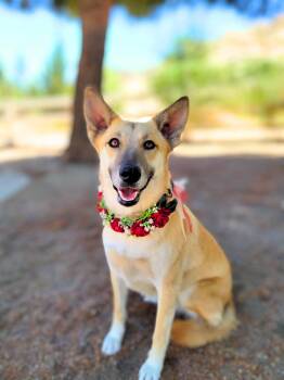 Rescue German Shepherd Dog Dogs for Adoption in Anza, California - Cloud | PetCurious