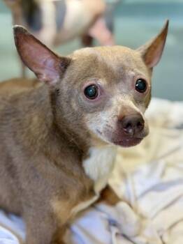 Chihuahua and Mixed Breed Dogs Available for Adoption in New Orleans, Louisiana - Jalapeno | PetCurious