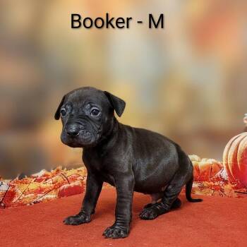 Booker -  Labrador Retriever and Mixed Breed Dog for Adoption in Griswold, Connecticut - Booker | PetCurious