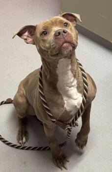 Mixed Breed Dogs Available for Adoption in West Chester, Pennsylvania - Lyric | PetCurious