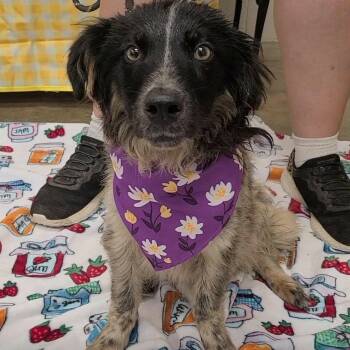 Dart -  Australian Shepherd Dog for Adoption in Woolwich, Maine - Dart | PetCurious