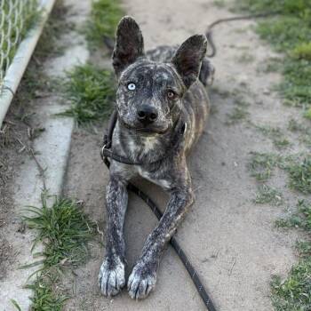 LANCE -  German Shepherd Dog and Belgian Shepherd Malinois Dog for Adoption in Modesto, California - LANCE | PetCurious