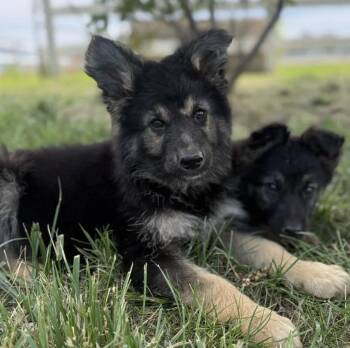 German Shepherd Dog Dogs Available for Adoption in Davis, California - Einstein | PetCurious