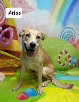 Labrador Retriever Dogs Available for Adoption - Atlas | PetCurious