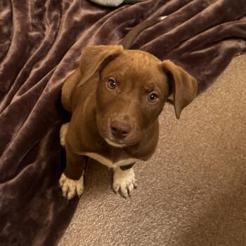 Sneakers -  Mixed Breed Dog for Adoption in Murray, Utah - Sneakers | PetCurious