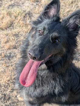 Rosie -  Belgian Shepherd Sheepdog Dog for Adoption in Sammamish, Washington - Rosie | PetCurious