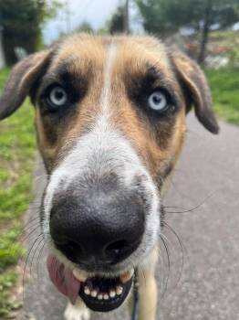 Husky and Shepherd Dogs Available for Adoption in Elmsford, New York - Cain | PetCurious