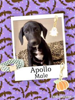 Rescue Labrador Retriever Dogs for Adoption in Manchester, Connecticut - Apollo | PetCurious