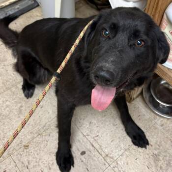 German Shepherd Dog Dogs Available for Adoption in Normal, Illinois - Poppy | PetCurious