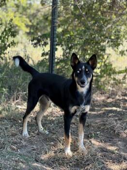 Cattle Dog Dogs Available for Adoption - Hudson | PetCurious