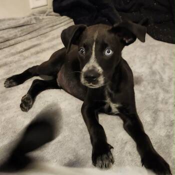 Impact -  Mixed Breed Dog for Adoption in Buffalo, Minnesota - Impact | PetCurious