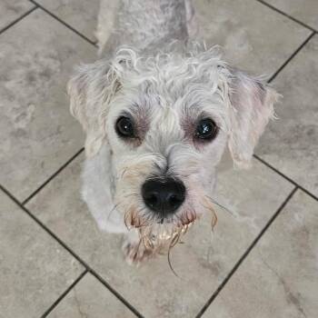 Kevin -  Maltese and Miniature Poodle Dog for Adoption in Santa Fe, Texas - Kevin | PetCurious