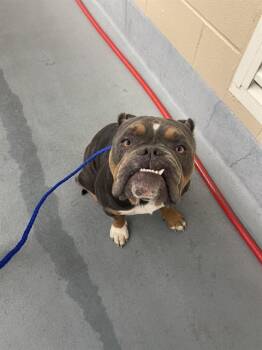 KIKO -  American Bulldog and Mixed Breed Dog for Adoption in Houston, Texas - KIKO | PetCurious