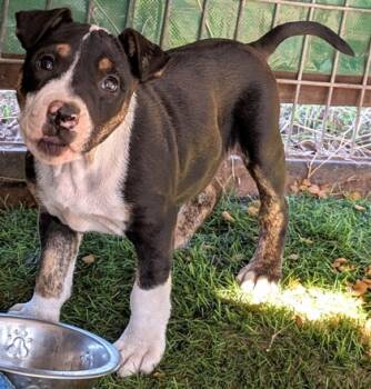 Rescue Mixed Breed Dogs for Adoption in Buchanan Dam, Texas - Crumble | PetCurious