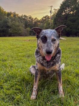 Brooklyn -  Australian Cattle Dog Blue Heeler Dog for Adoption in Manassas, Virginia - Brooklyn | PetCurious
