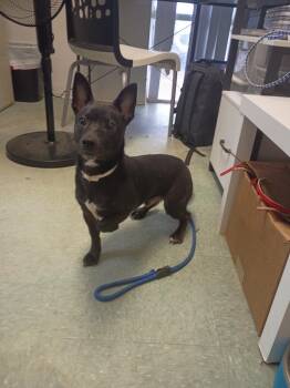 Willard -  Terrier Dog for Adoption in Albany, Georgia - Willard | PetCurious