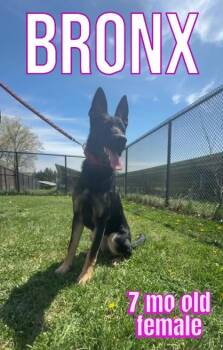 Bronx -  German Shepherd Dog Dog for Adoption in Bridgewater, New Jersey - Bronx | PetCurious