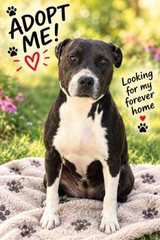 Rocky -  Mixed Breed Dog for Adoption in Thomson, Georgia - Rocky | PetCurious