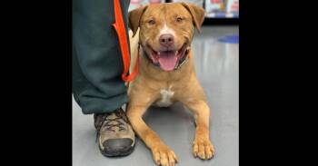 Pit Bull Terrier Dogs Available for Adoption in Naperville, Illinois - Captain Jack | PetCurious