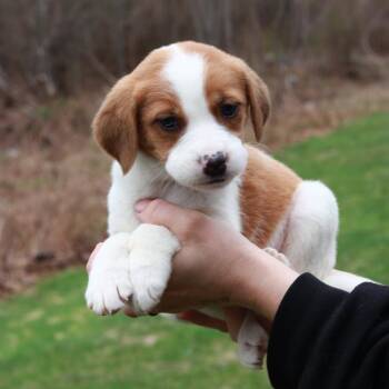 Shepherd Dogs Available for Adoption in Eastford, Connecticut - CT Mustang Avail Apr 25 | PetCurious