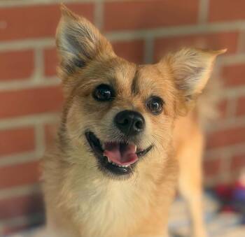 Mr. Fox -  Chihuahua Dog for Adoption - Mr. Fox | PetCurious