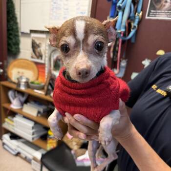 Chihuahua Dogs Available for Adoption - Tito (Courtesy Post) | PetCurious