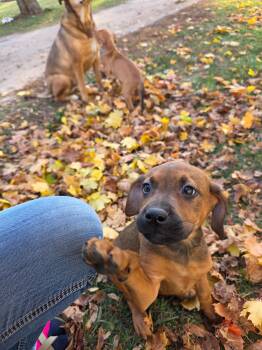 Rescue Mixed Breed Dogs for Adoption in Alma, Michigan - Pumpkin | PetCurious